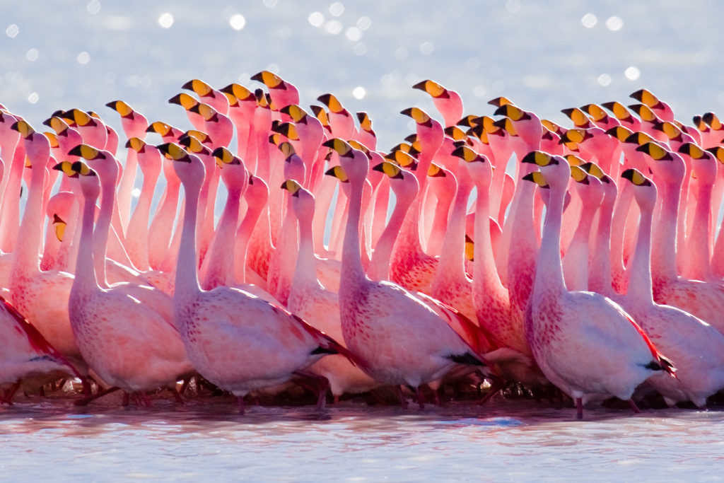 James27s_Flamingo_mating_ritual.jpg